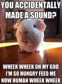 Jess_GuineaHumor_2018 (2)